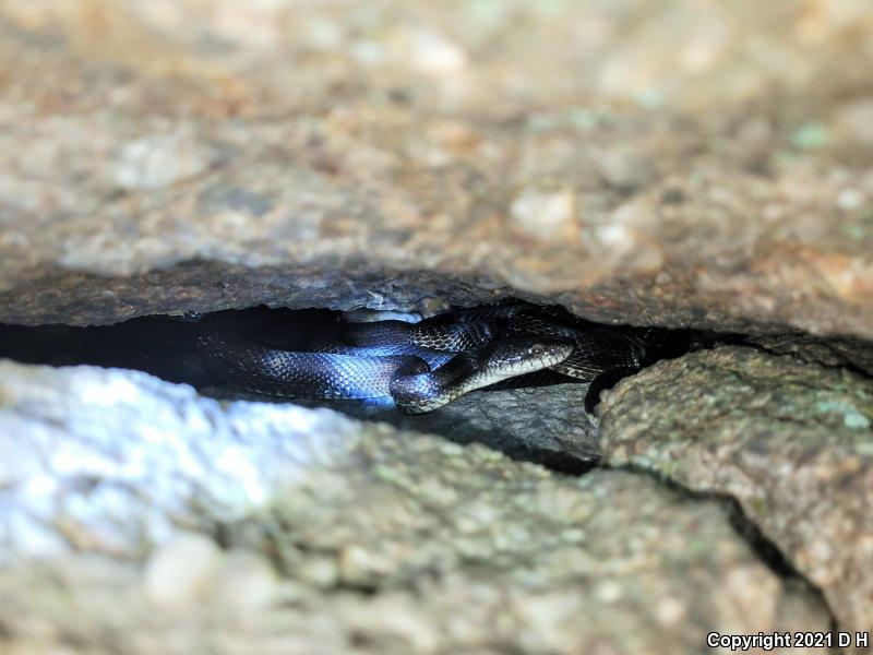 Black Ratsnake (Pantherophis obsoletus obsoletus)