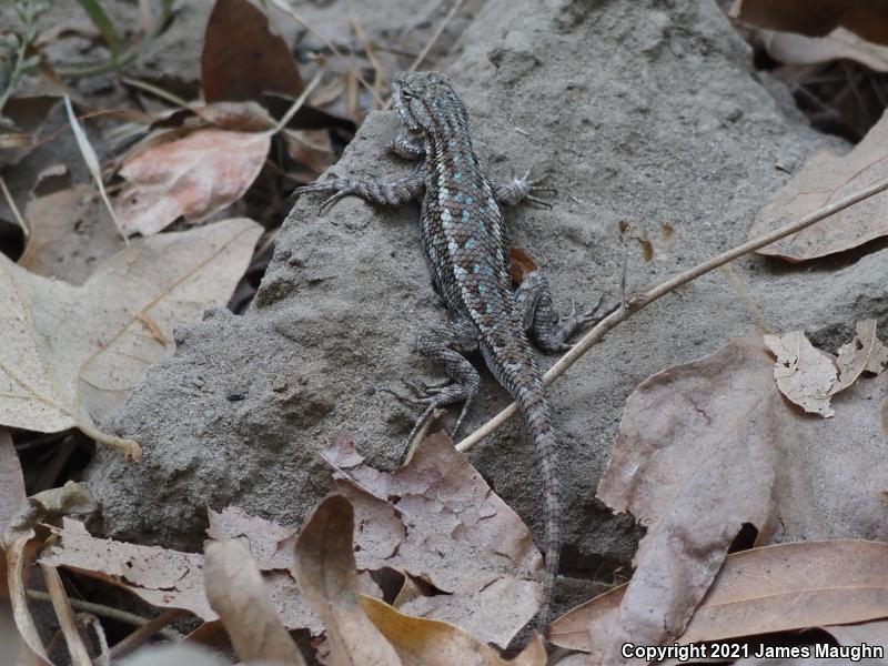 Coast Range Fence Lizard (Sceloporus occidentalis bocourtii)