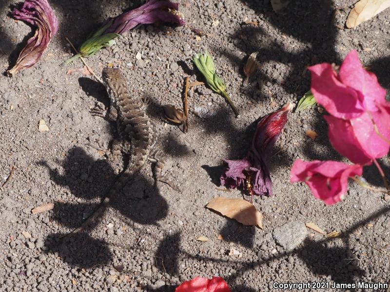 Coast Range Fence Lizard (Sceloporus occidentalis bocourtii)