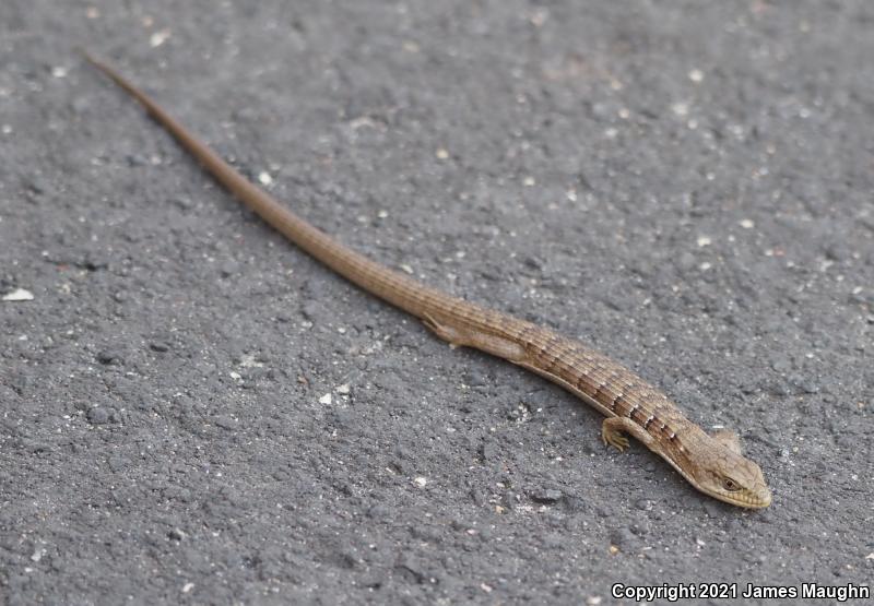 California Alligator Lizard (Elgaria multicarinata multicarinata)