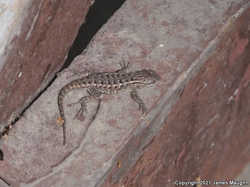 Coast Range Fence Lizard (Sceloporus occidentalis bocourtii)