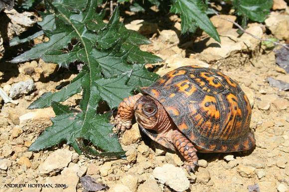 Eastern Box Turtle (Terrapene carolina carolina)