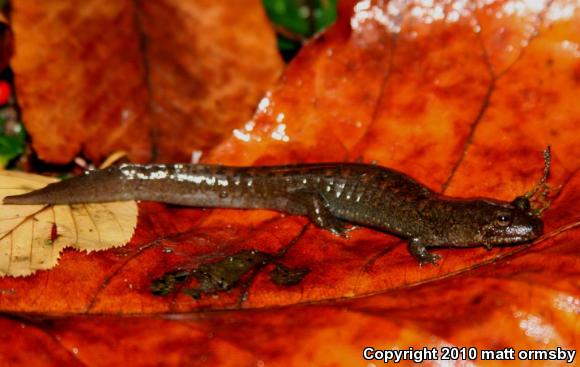 Shovel-nosed Salamander (Desmognathus marmoratus)