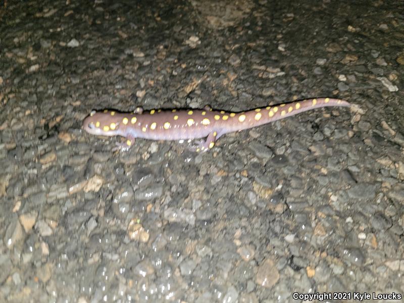 Spotted Salamander (Ambystoma maculatum)