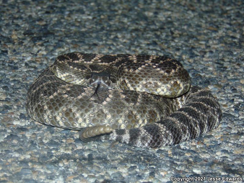 Southern Pacific Rattlesnake (Crotalus oreganus helleri)