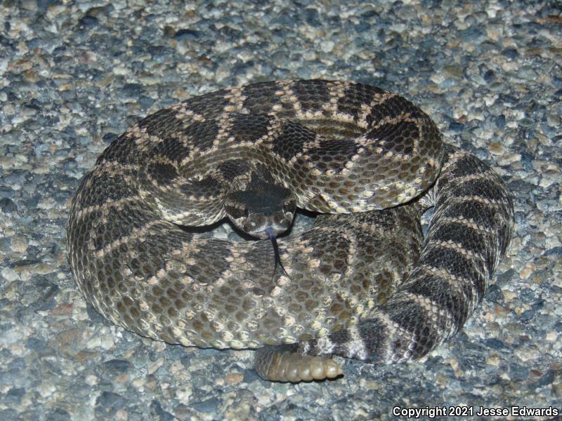 Southern Pacific Rattlesnake (Crotalus oreganus helleri)