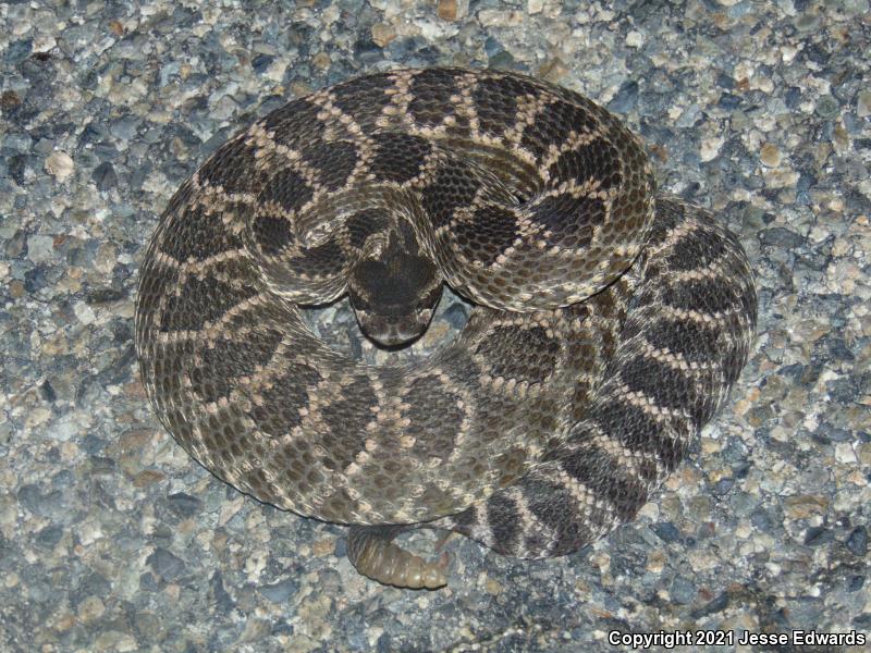 Southern Pacific Rattlesnake (Crotalus oreganus helleri)