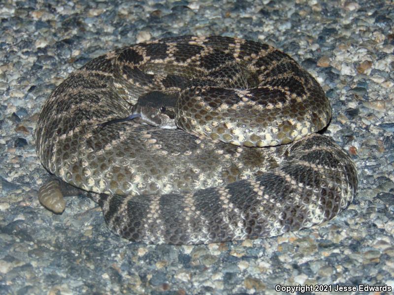 Southern Pacific Rattlesnake (Crotalus oreganus helleri)