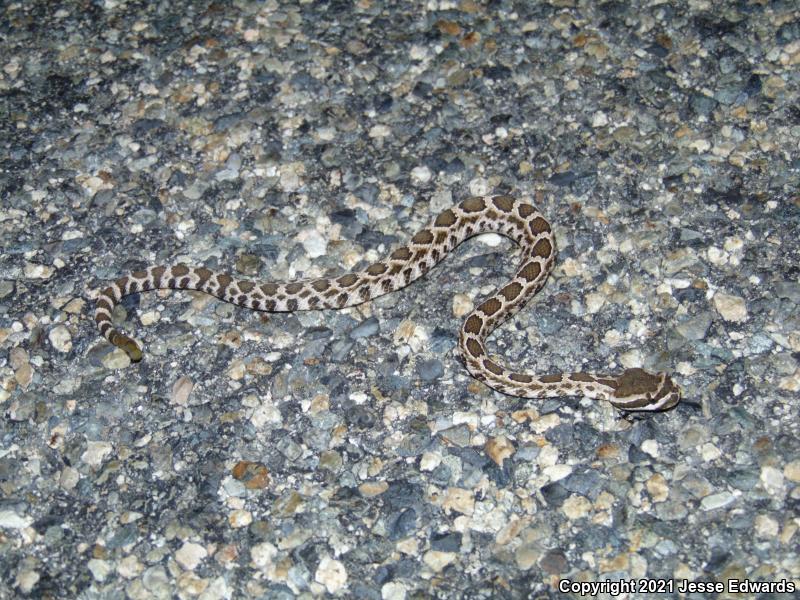 Southern Pacific Rattlesnake (Crotalus oreganus helleri)