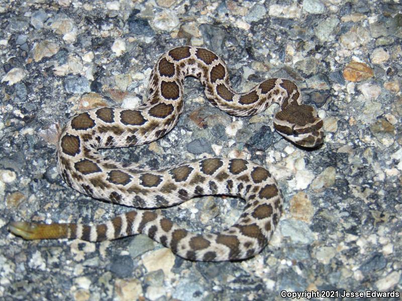 Southern Pacific Rattlesnake (Crotalus oreganus helleri)