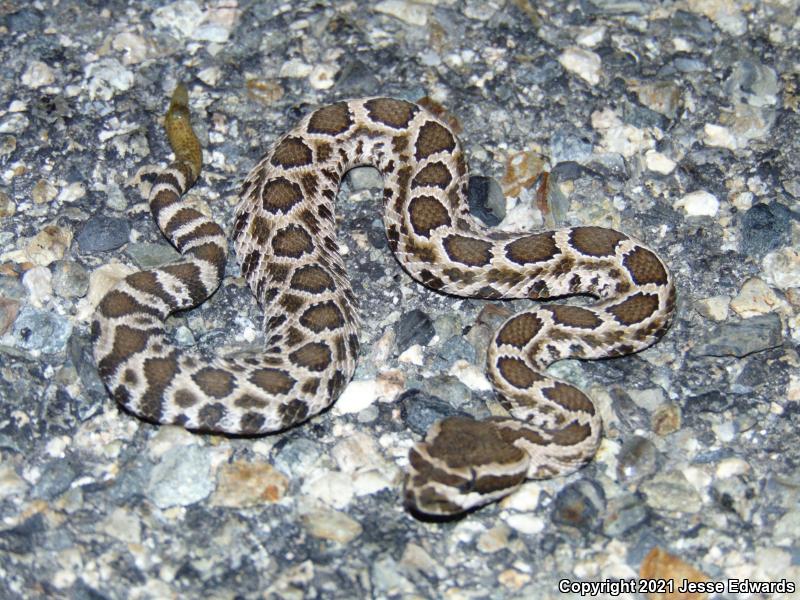 Southern Pacific Rattlesnake (Crotalus oreganus helleri)