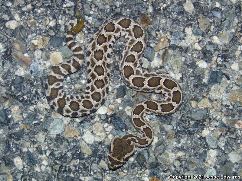 Southern Pacific Rattlesnake (Crotalus oreganus helleri)