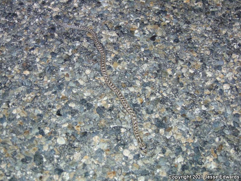 Glossy Snake (Arizona elegans)