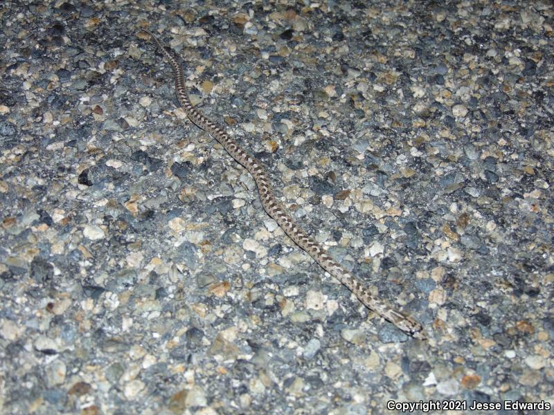 Glossy Snake (Arizona elegans)