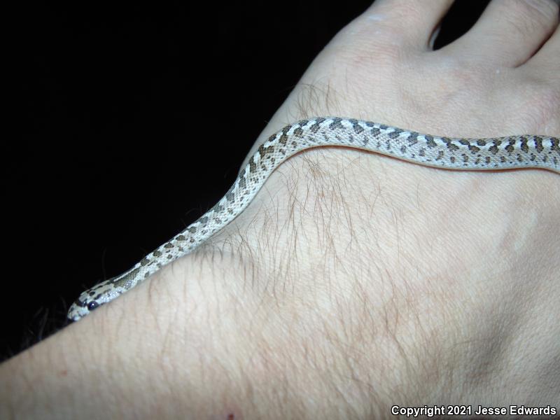 Glossy Snake (Arizona elegans)