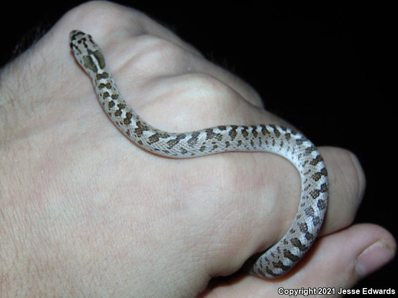 Glossy Snake (Arizona elegans)