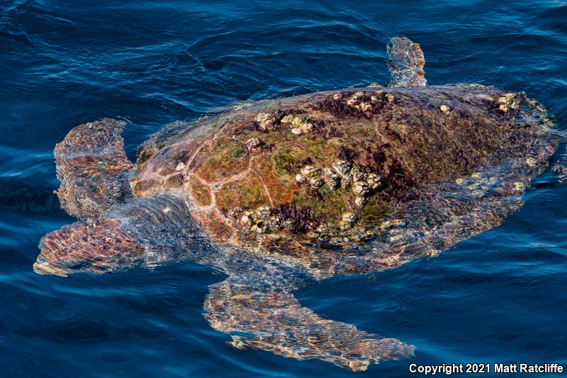 Loggerhead Sea Turtle (Caretta caretta)