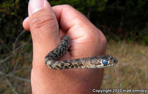 Eastern Coachwhip (Coluber flagellum flagellum)