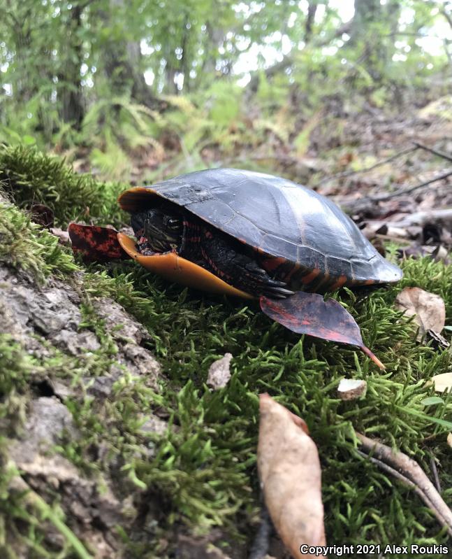 Eastern Painted Turtle (Chrysemys picta picta)