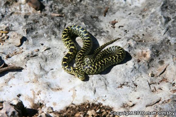 Speckled Kingsnake (Lampropeltis getula holbrooki)