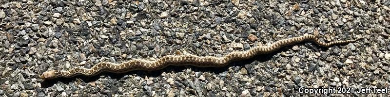 San Diego Gopher Snake (Pituophis catenifer annectens)