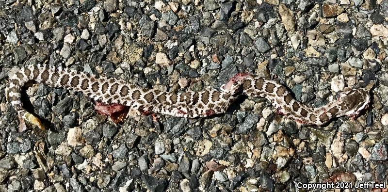 Southern Pacific Rattlesnake (Crotalus oreganus helleri)