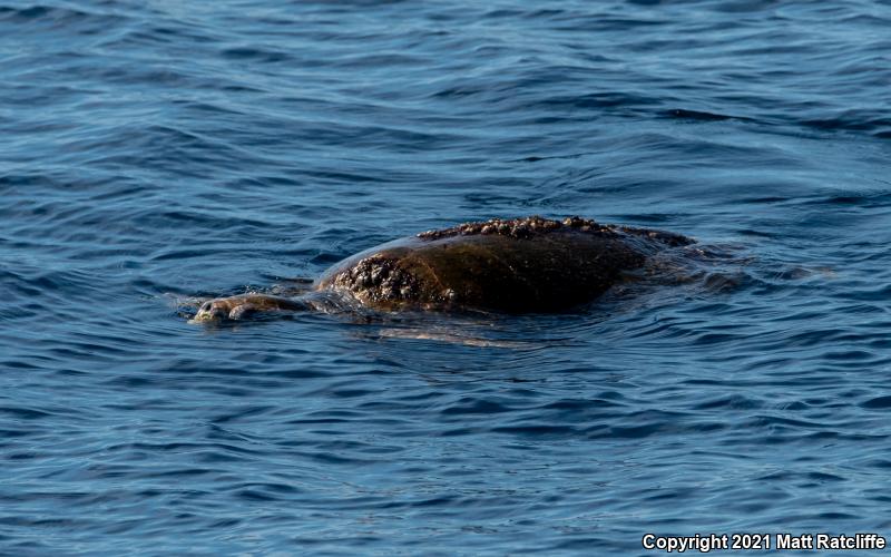 Loggerhead Sea Turtle (Caretta caretta)