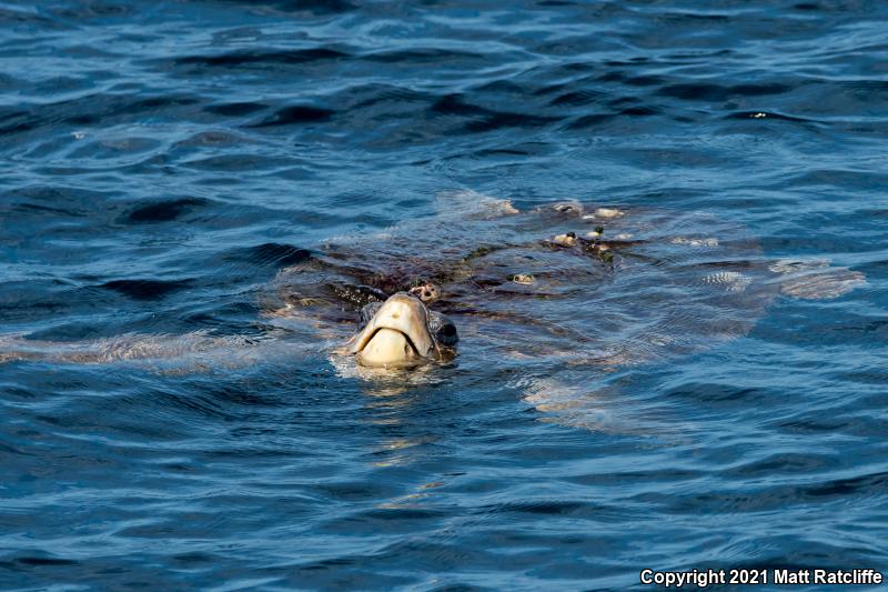 Loggerhead Sea Turtle (Caretta caretta)