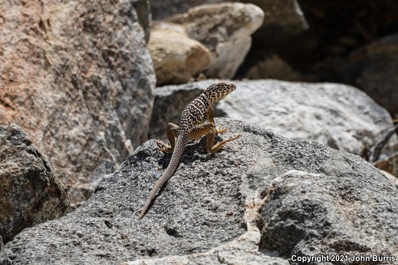 Baja California Collared Lizard (Crotaphytus vestigium)