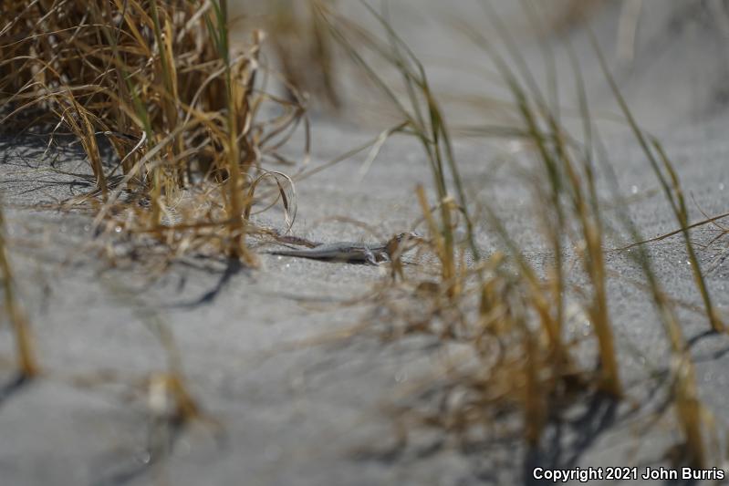 Coachella Valley Fringe-toed Lizard (Uma inornata)