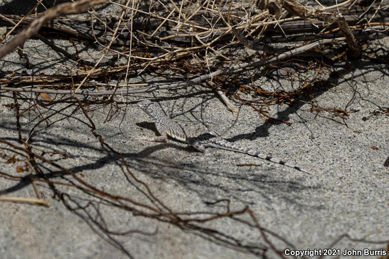 Western Zebra-tailed Lizard (Callisaurus draconoides rhodostictus)