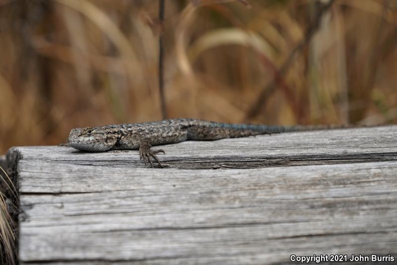 Island Fence Lizard (Sceloporus occidentalis becki)