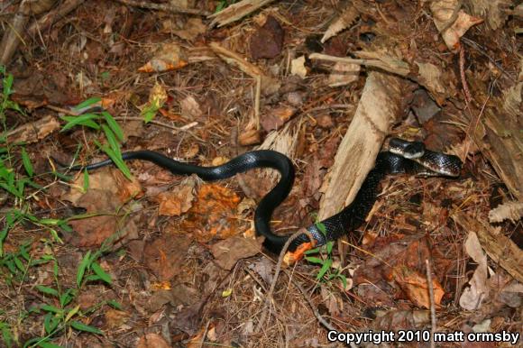 Eastern Ratsnake (Pantherophis alleghaniensis)