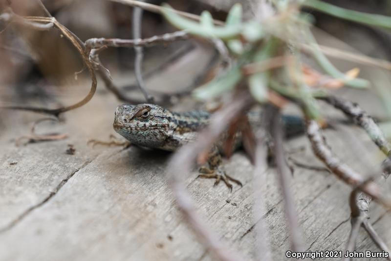 Island Fence Lizard (Sceloporus occidentalis becki)