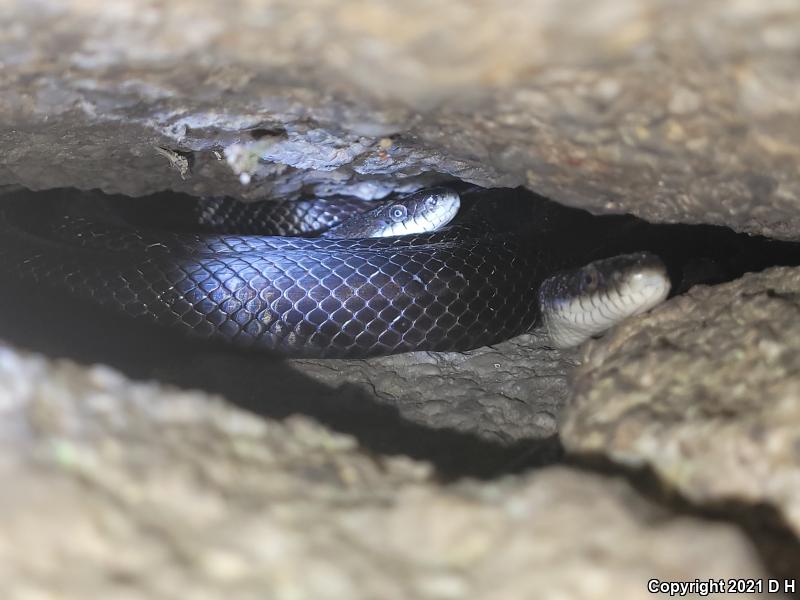 Black Ratsnake (Pantherophis obsoletus obsoletus)