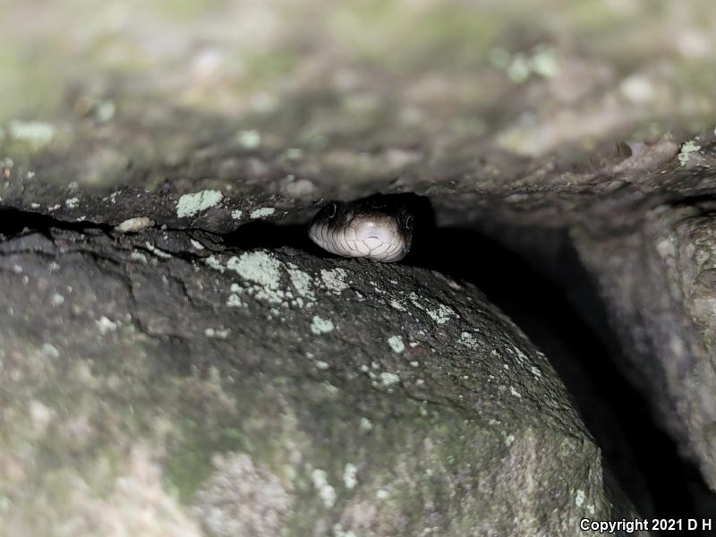 Black Ratsnake (Pantherophis obsoletus obsoletus)