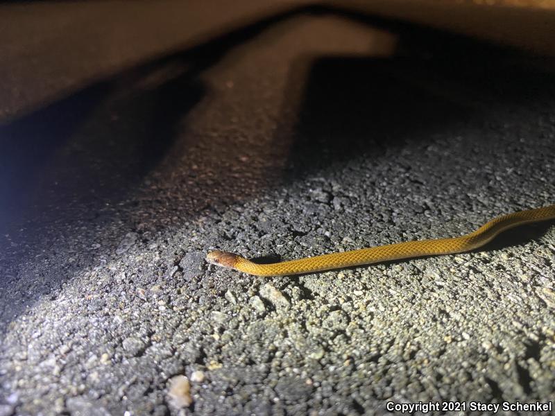 Red-bellied Snake (Storeria occipitomaculata)