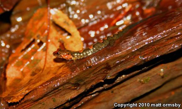 Imitator Salamander (Desmognathus imitator)