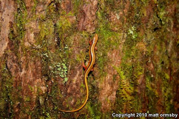 Blue Ridge Two-lined Salamander (Eurycea wilderae)