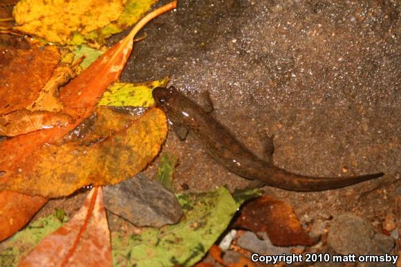 Black-bellied Salamander (Desmognathus quadramaculatus)