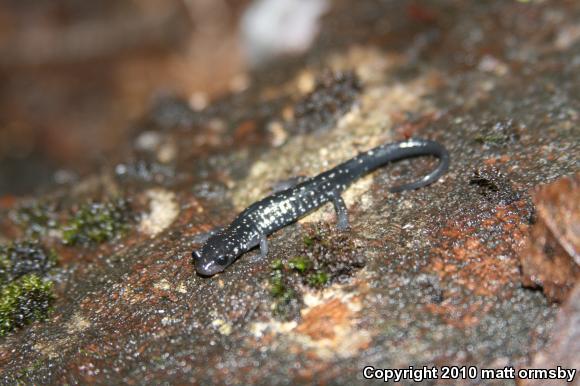 Northern Slimy Salamander (Plethodon glutinosus)