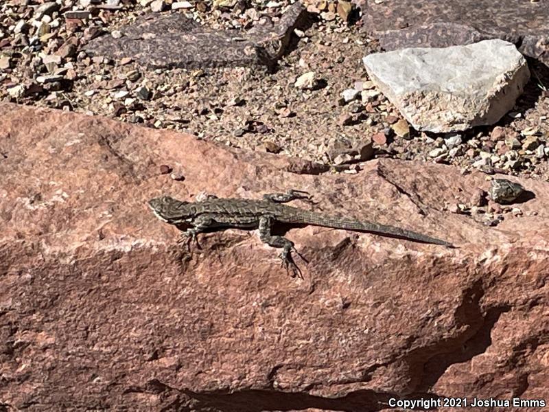 Schott's Tree Lizard (Urosaurus ornatus schottii)