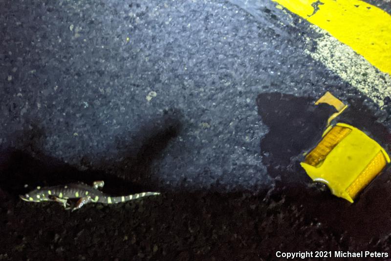 California Tiger Salamander (Ambystoma californiense)