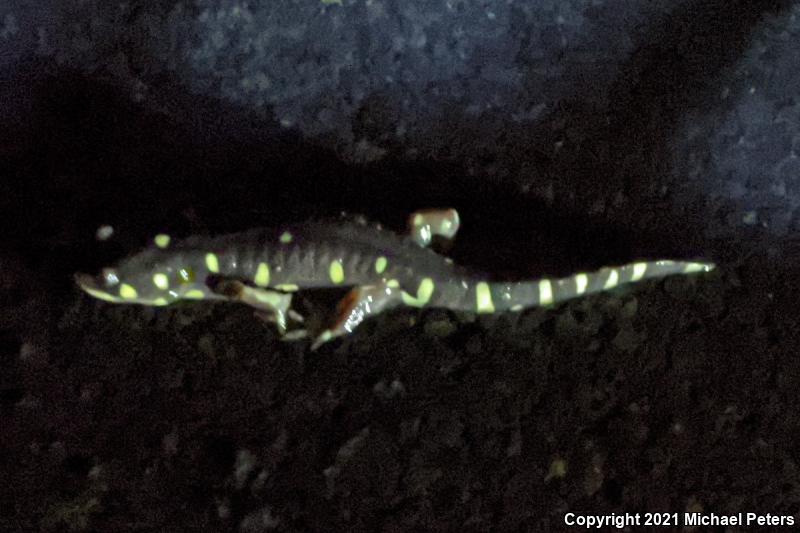 California Tiger Salamander (Ambystoma californiense)