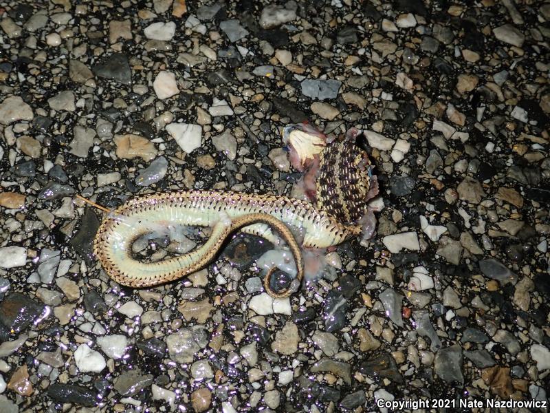 Eastern Gartersnake (Thamnophis sirtalis sirtalis)