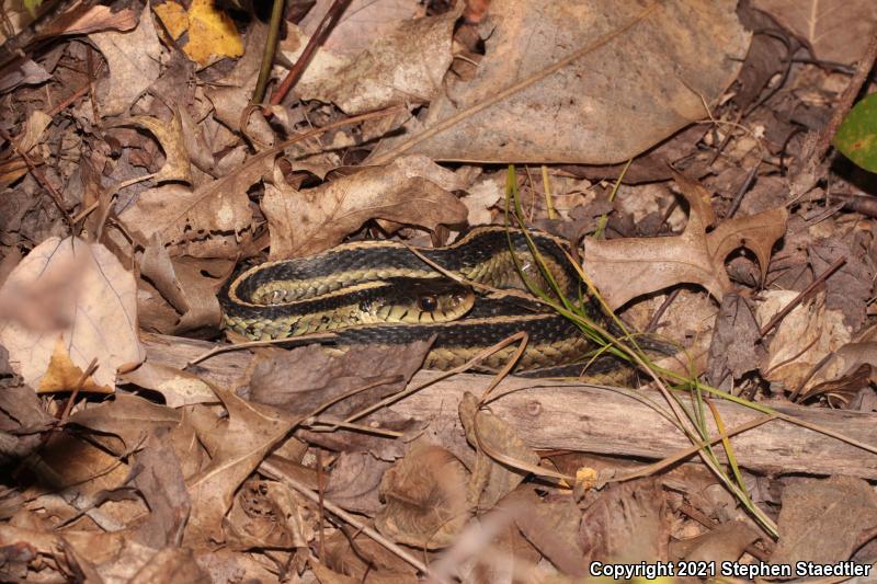 Eastern Gartersnake (Thamnophis sirtalis sirtalis)