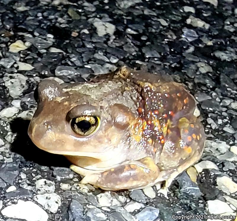 Eastern Spadefoot (Scaphiopus holbrookii)