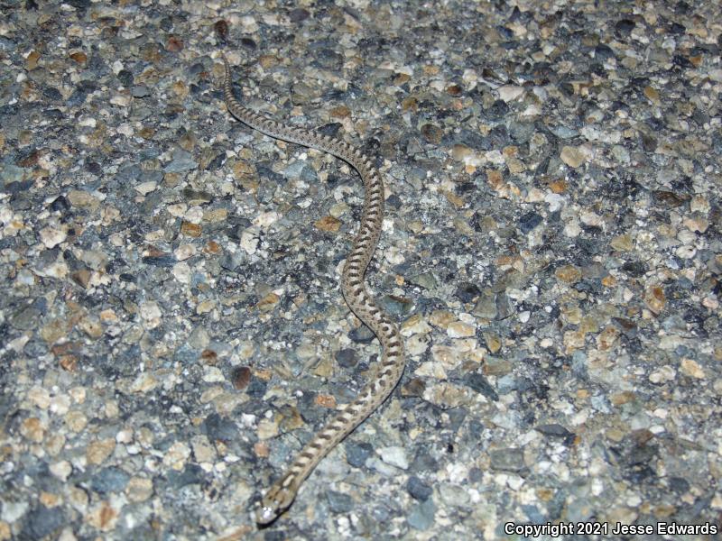 Glossy Snake (Arizona elegans)