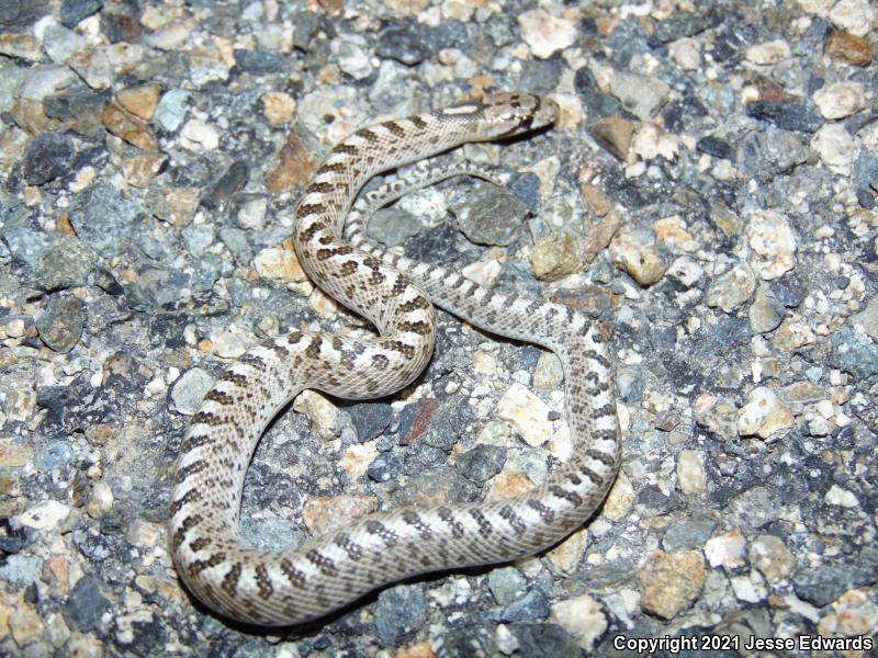 Glossy Snake (Arizona elegans)