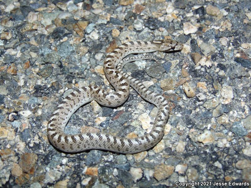 Glossy Snake (Arizona elegans)